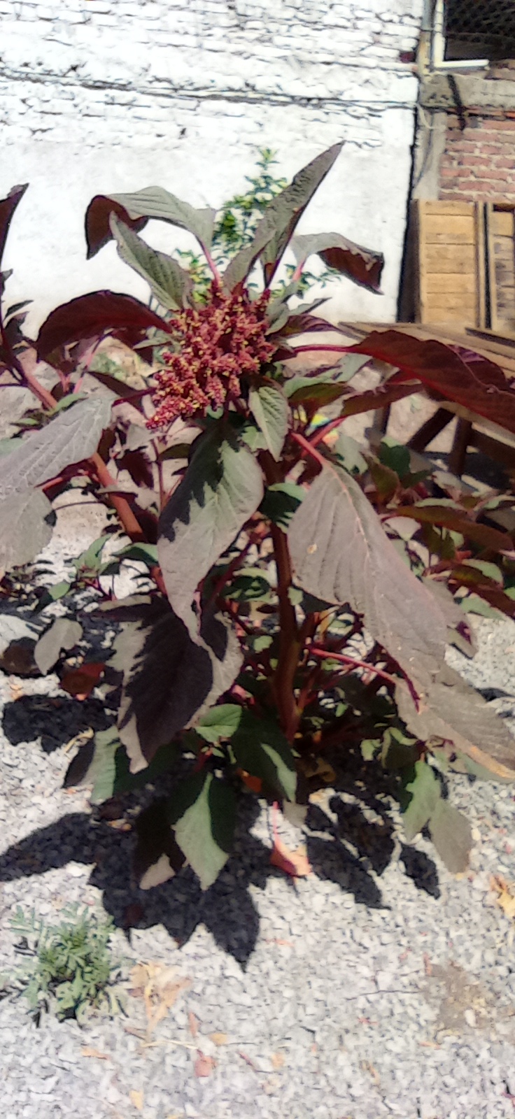 Planta de Amaranto